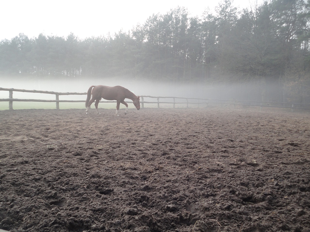horse fog nature free photo