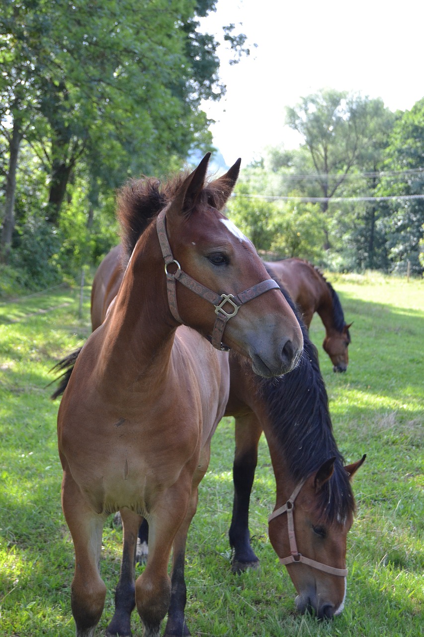 horse foal herd free photo