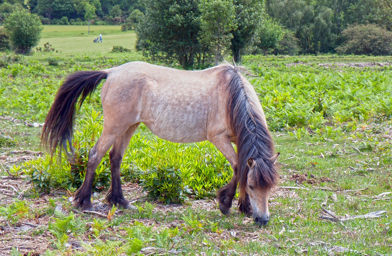 horse pony new forest free photo