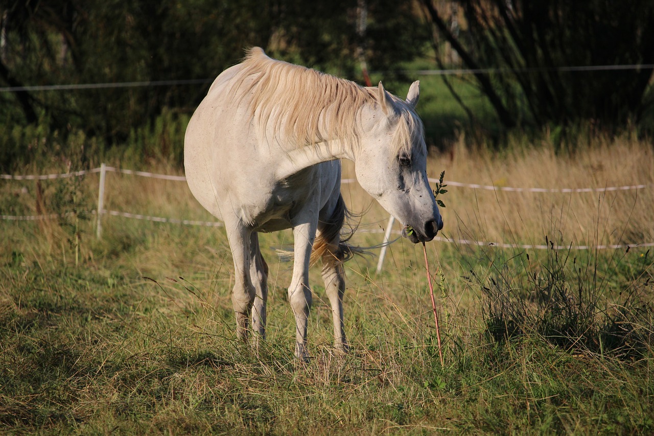 horse thoroughbred arabian pasture free photo