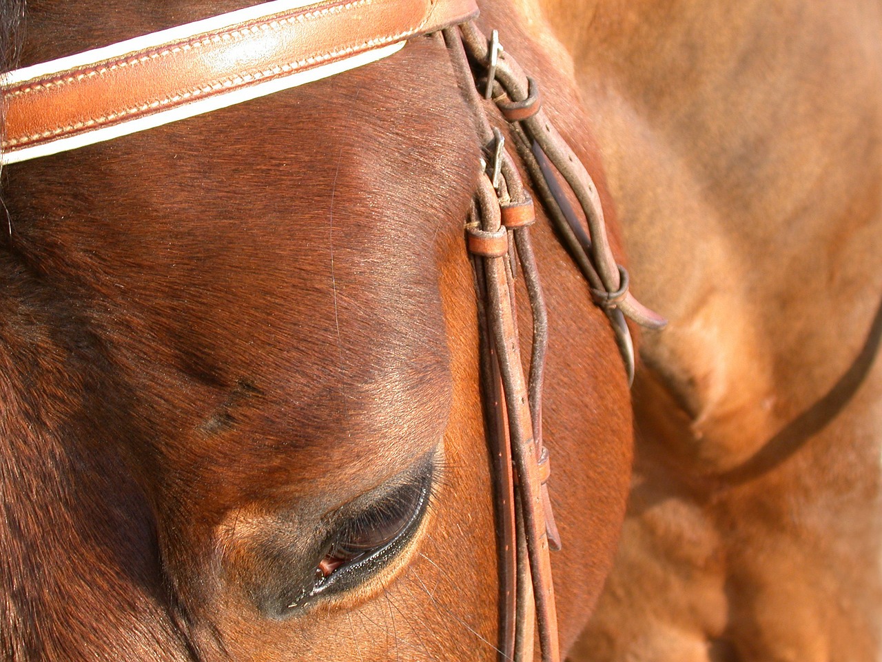 horse close up eye free photo