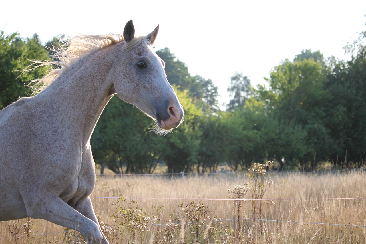 horse mane meadow free photo