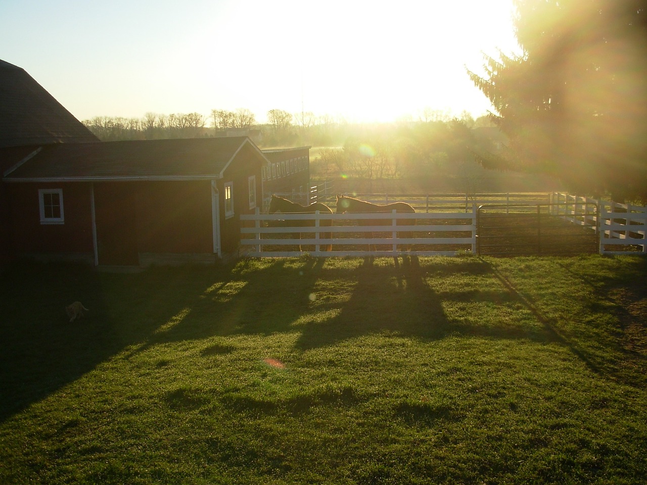 horse farm barn free photo