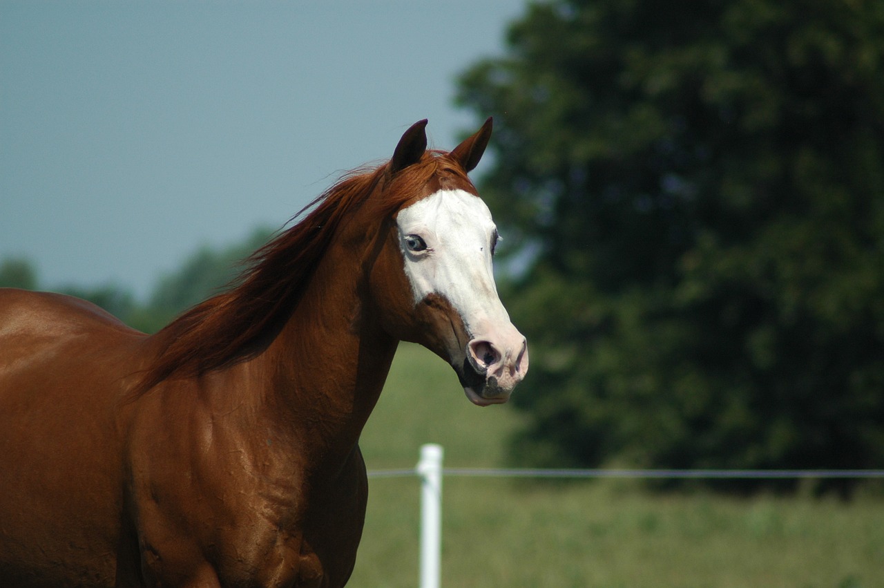 horse farm mare free photo