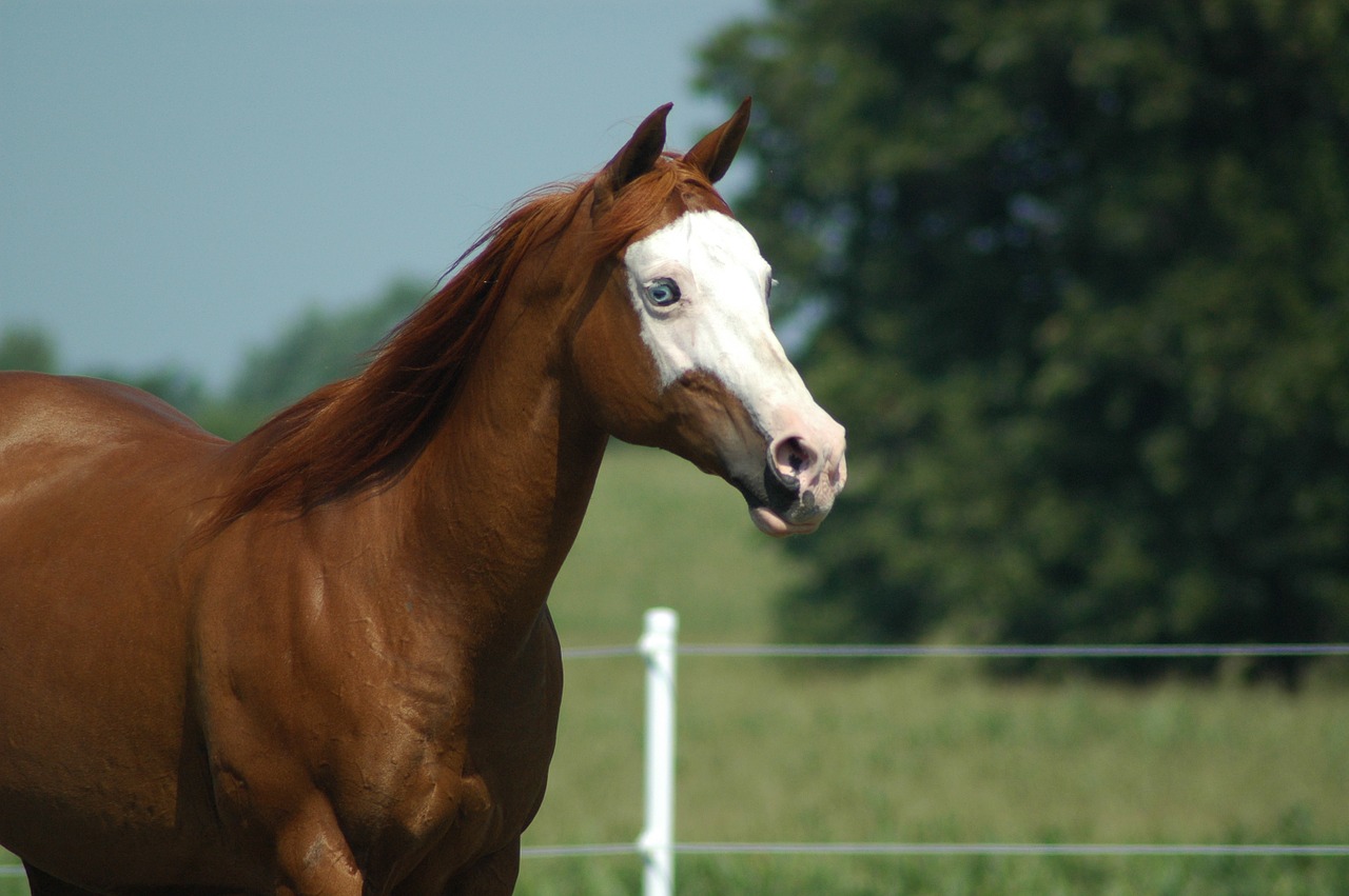 horse farm field free photo