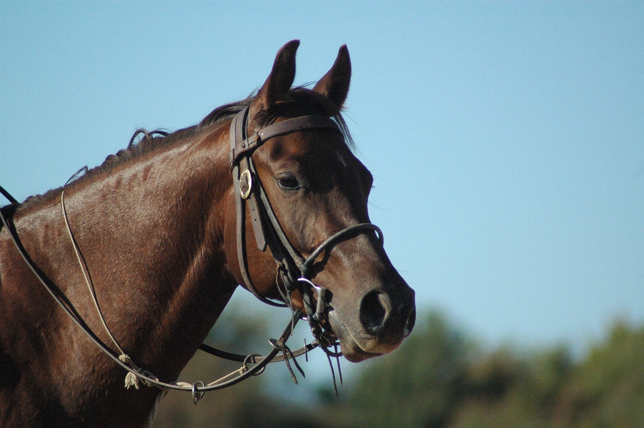 horse bridle horse riding free photo