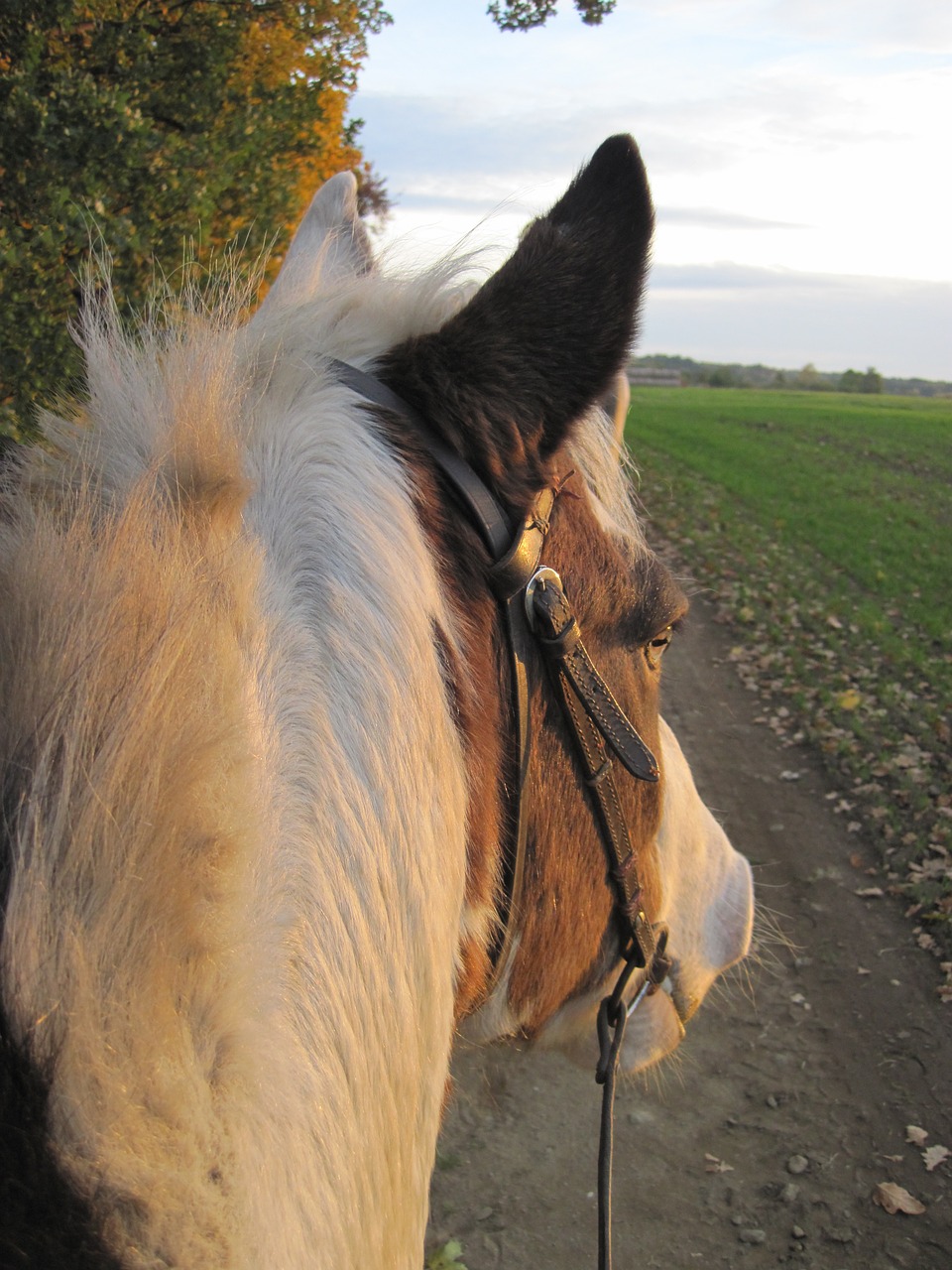 horse pony pinto free photo