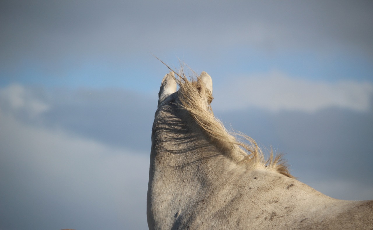 horse mold wind free photo