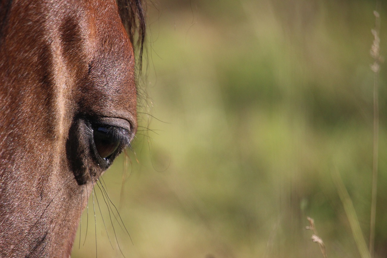 horse eye thoroughbred arabian free photo