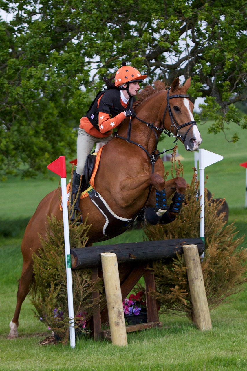 horse eventing equestrian free photo