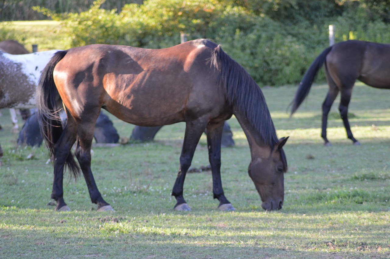 horse grazing grass free photo