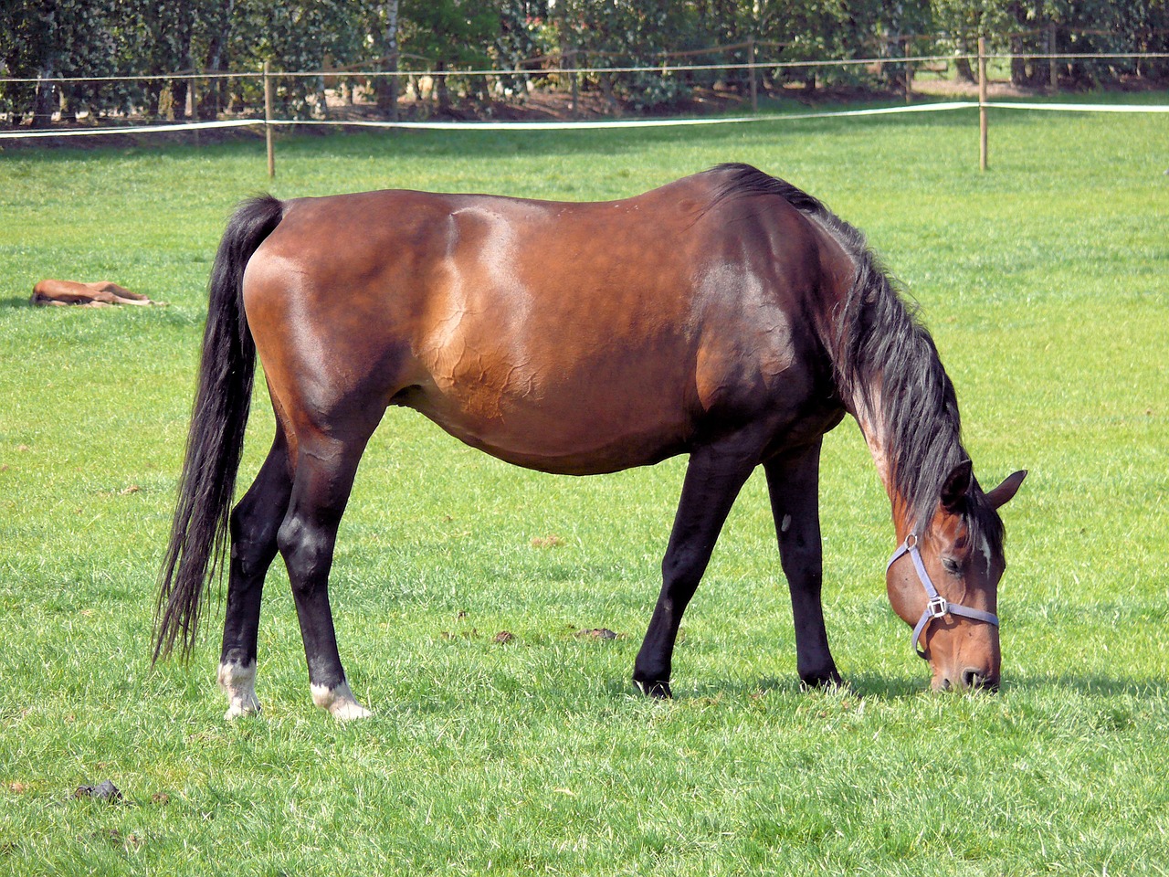 horse animal meadow free photo