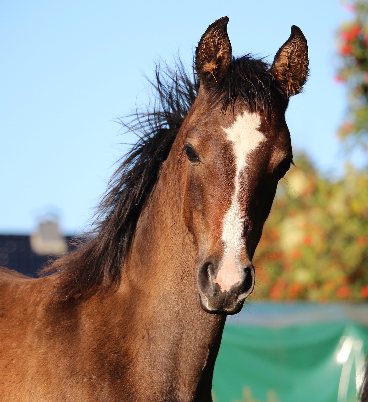 horse foal keck free photo