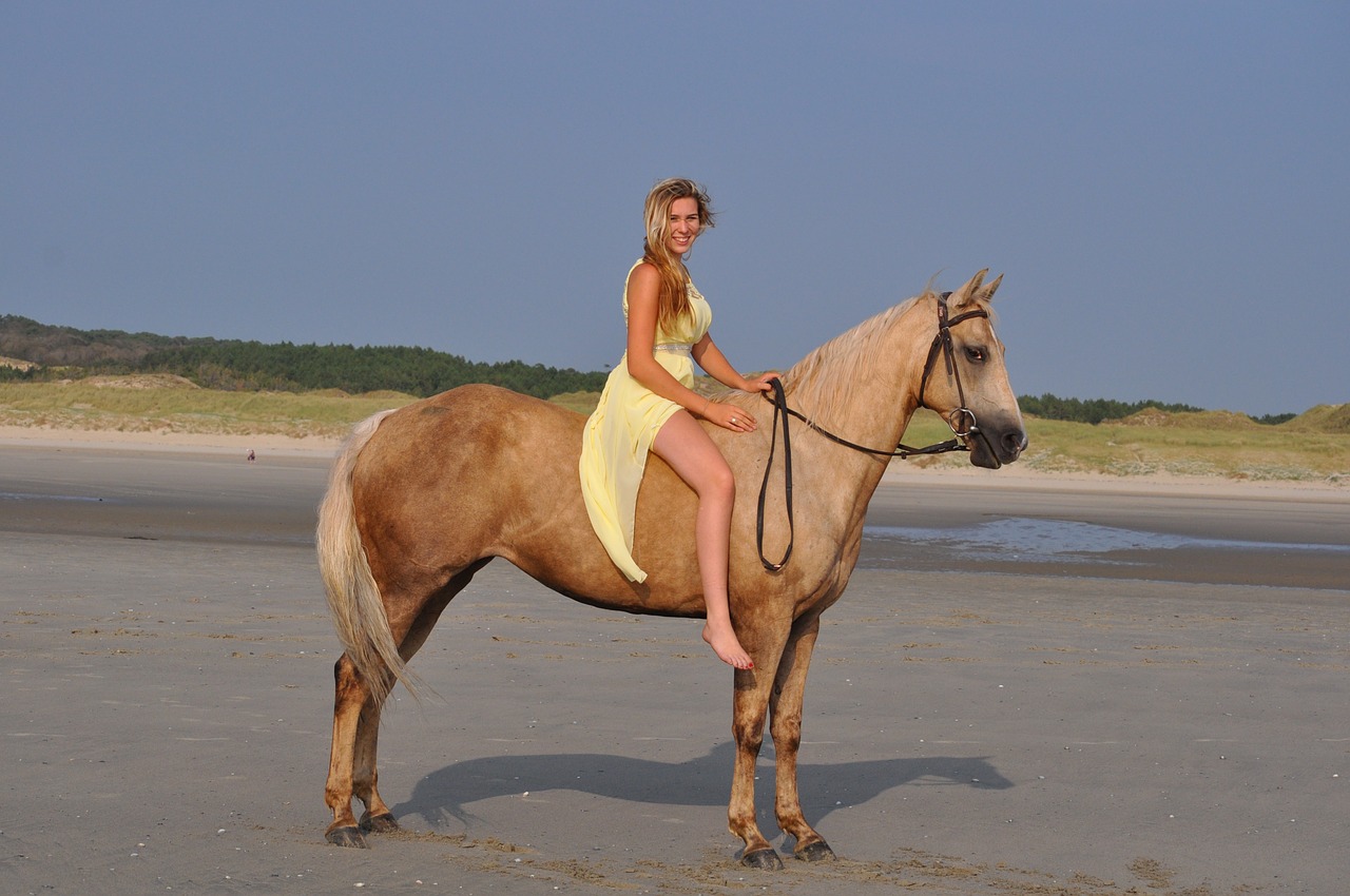 horse quarter horse beach free photo