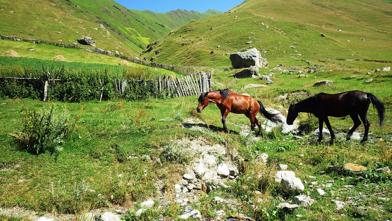 horse nature green free photo