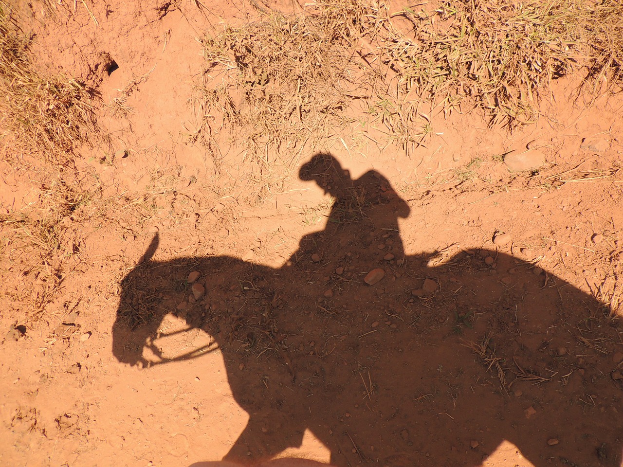 horse shadow earth free photo