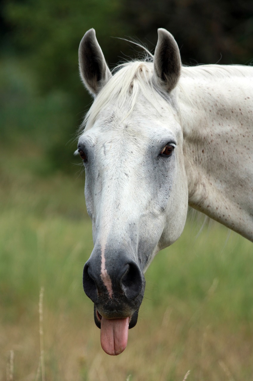 horse tongue poking free photo