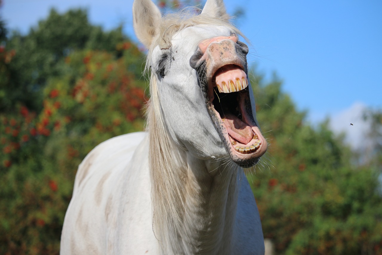 horse stallion yawn free photo