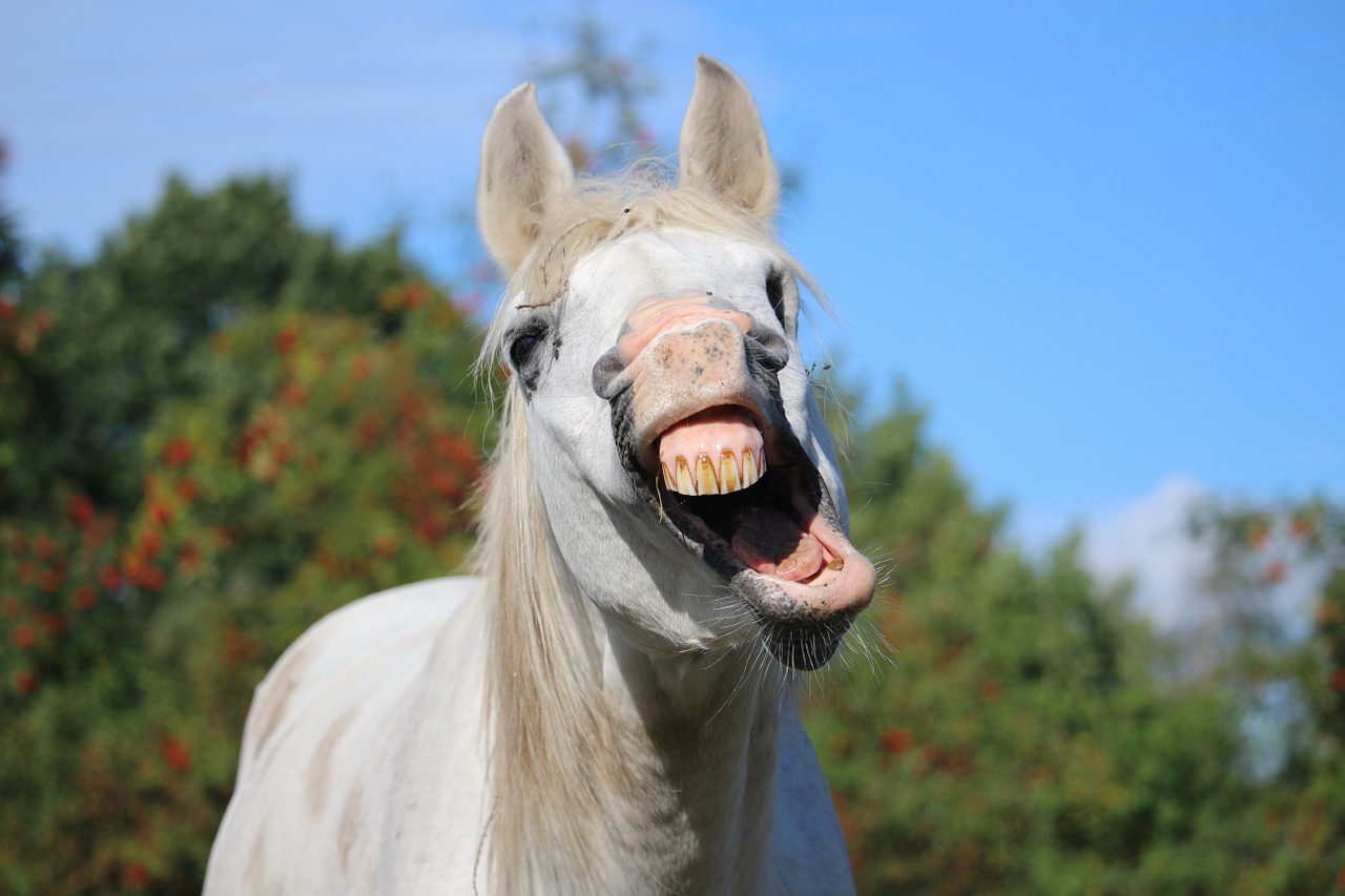 horse stallion yawn free photo