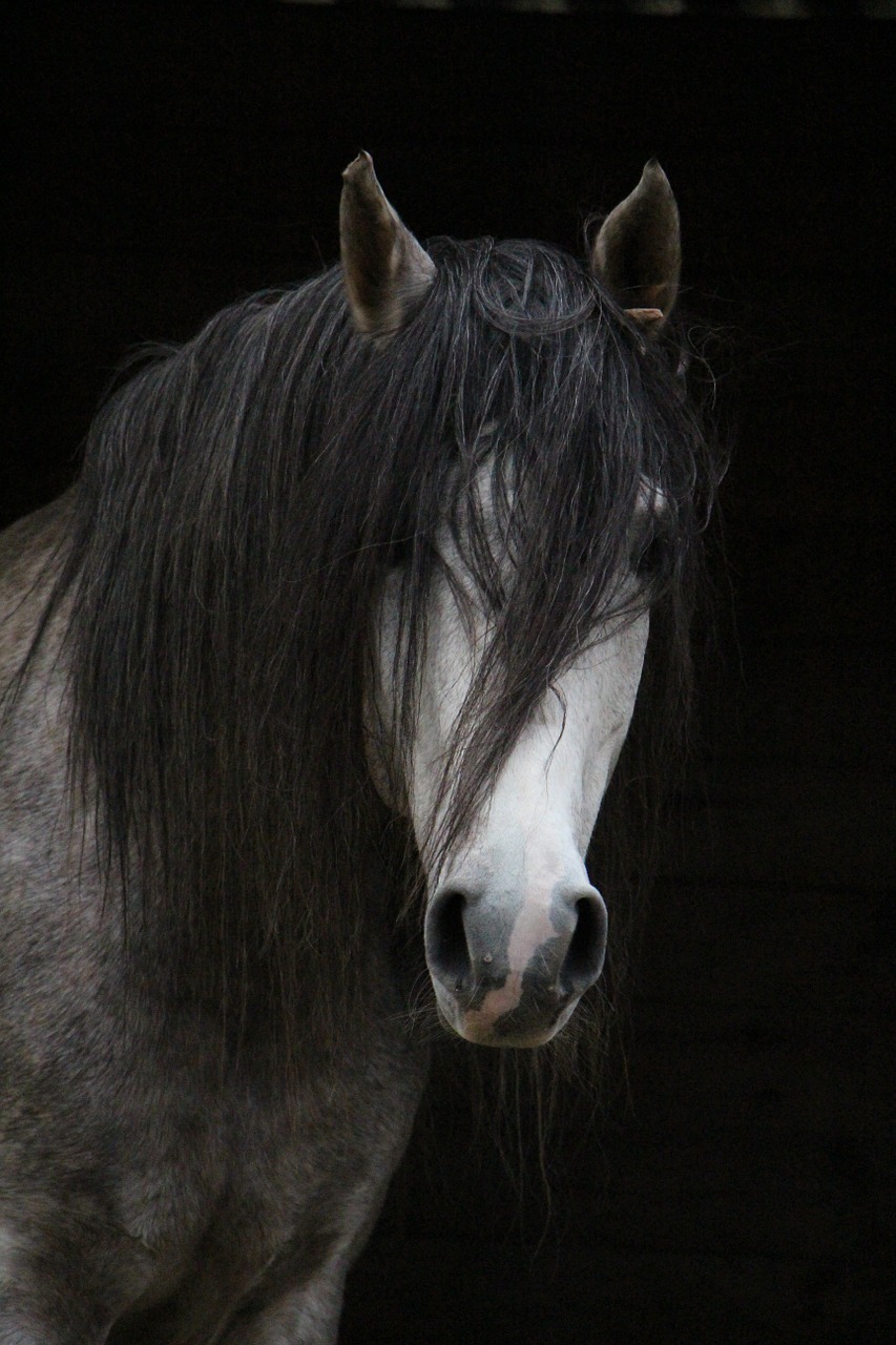 horse arabic head free photo