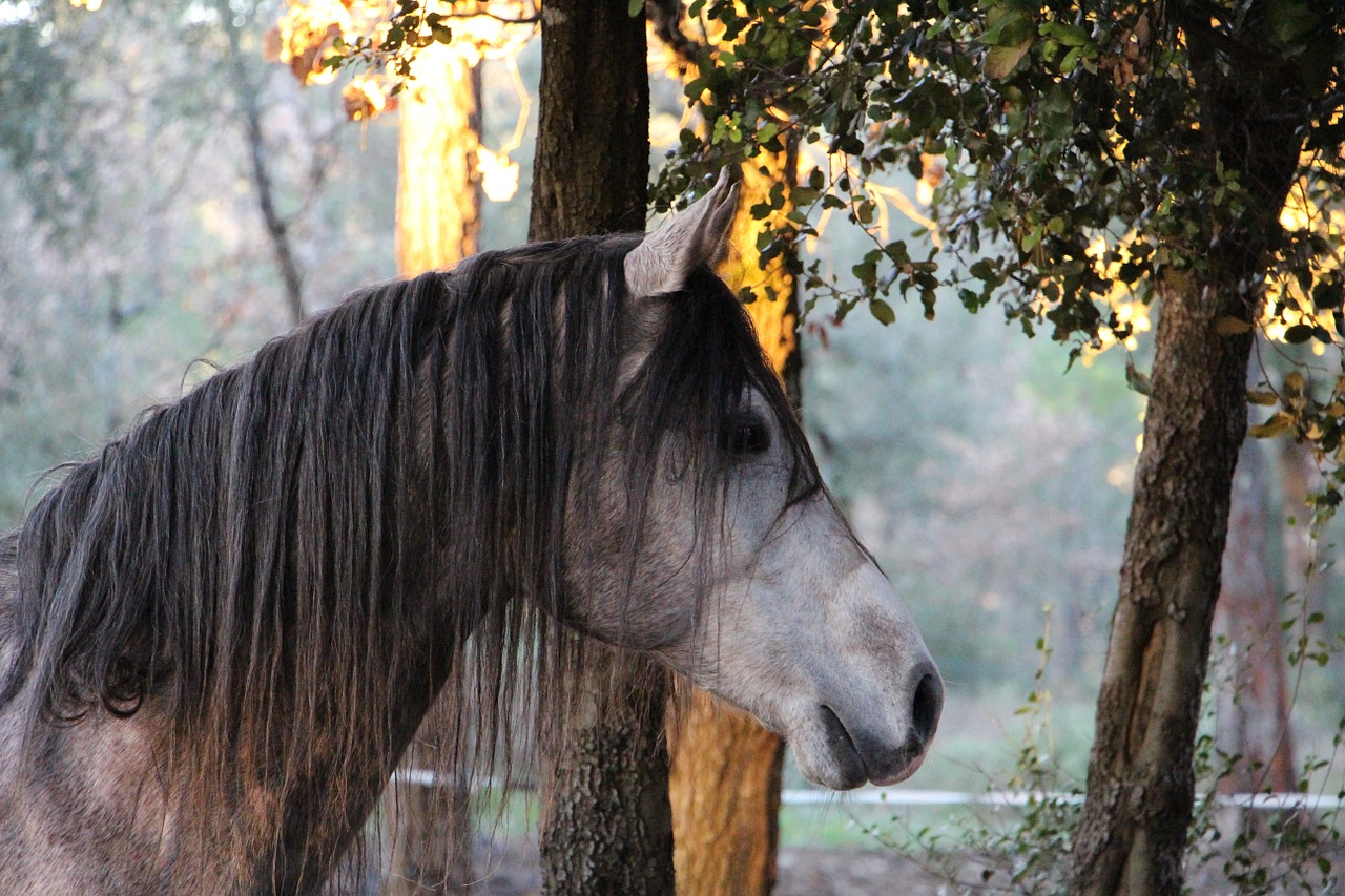 horse arabic head free photo