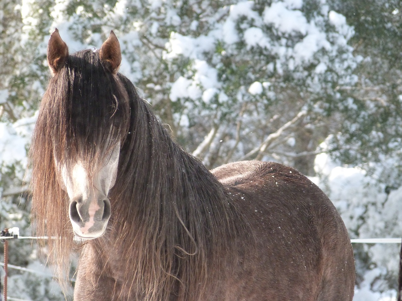 horse arabic snow free photo