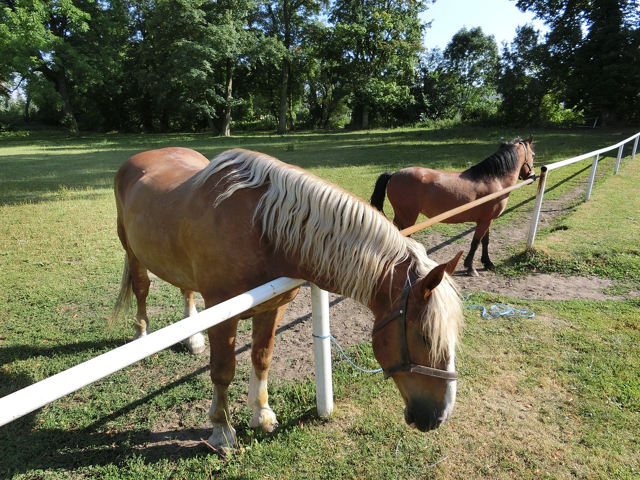 horse animal nature free photo