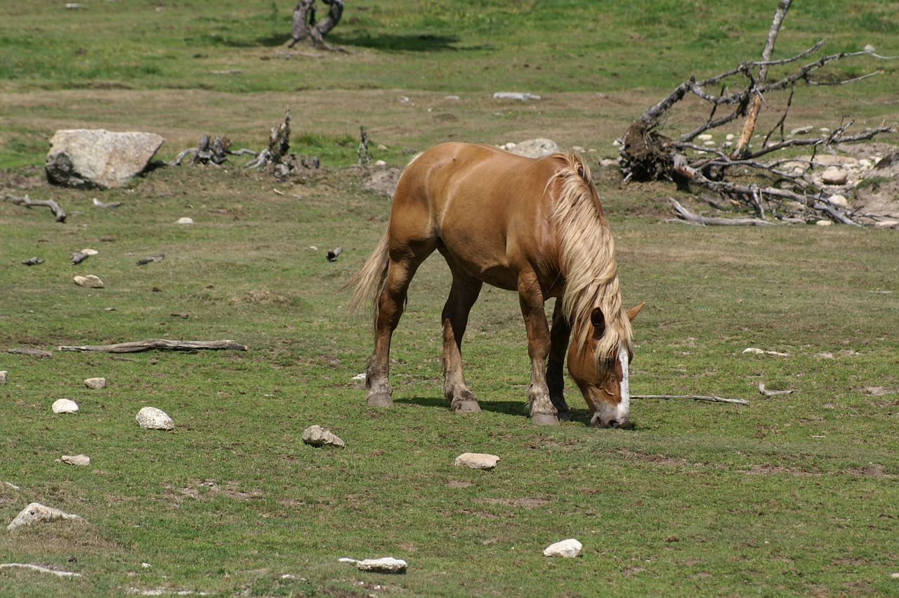 horse pasture field free photo