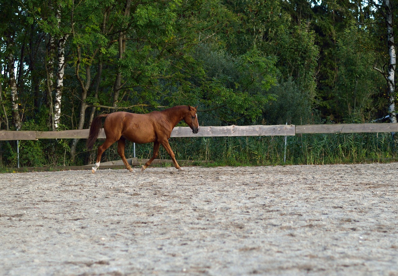 horse nature freedom free photo