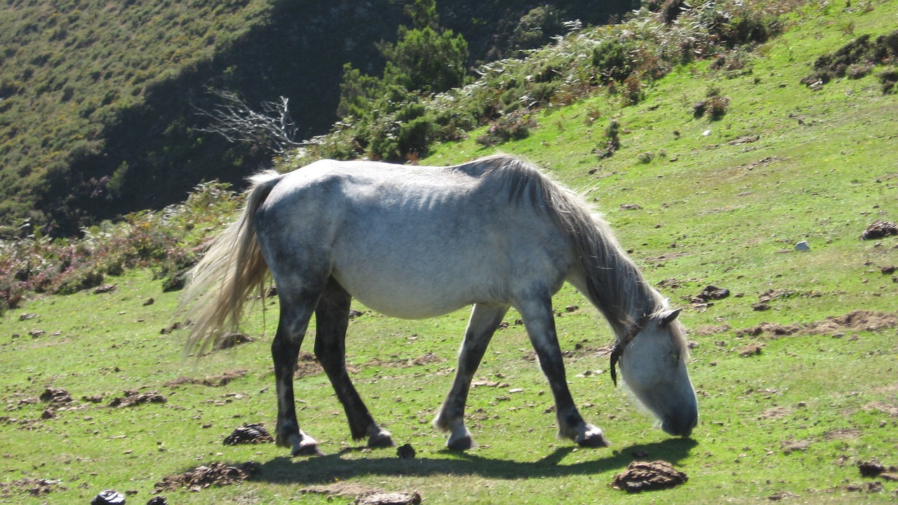 horse animals nature free photo