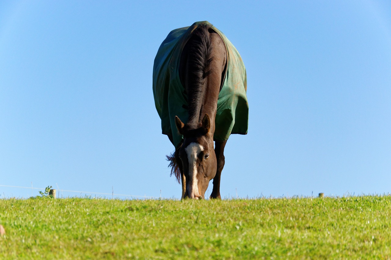 horse animal grass free photo
