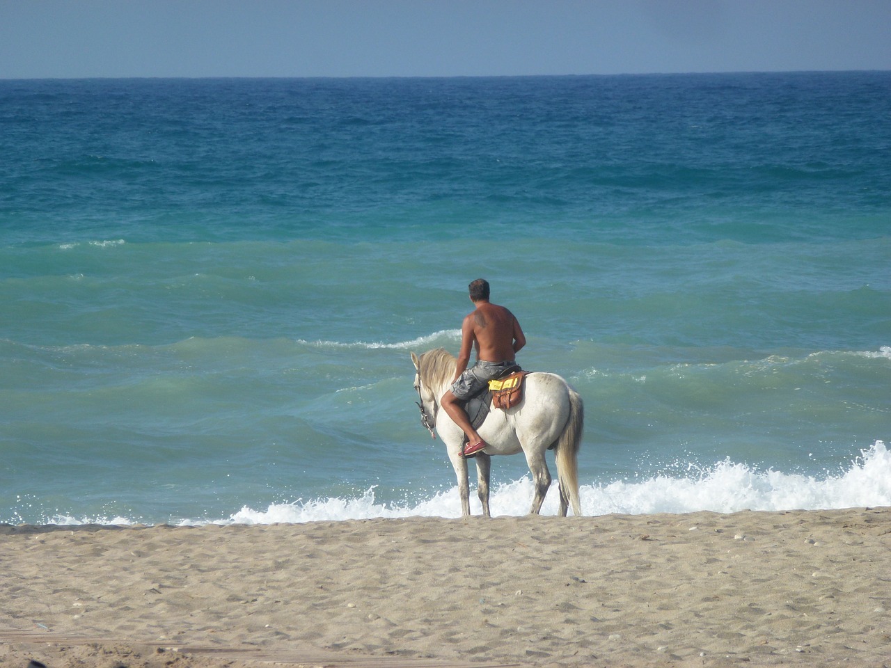 horse sea ocean free photo