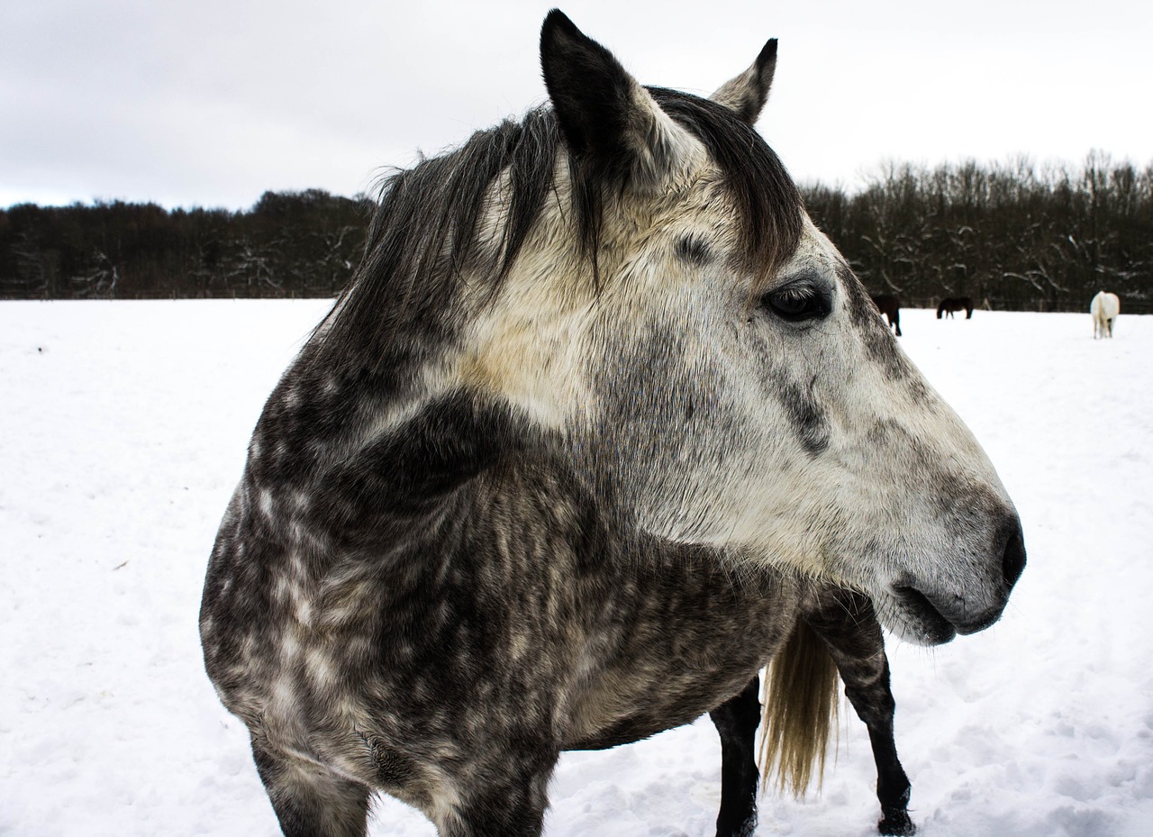 horse snow coupling free photo