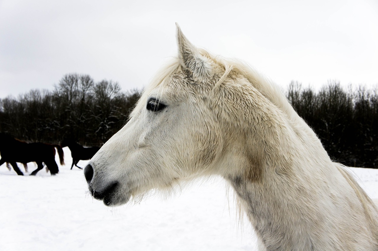 horse head snow free photo