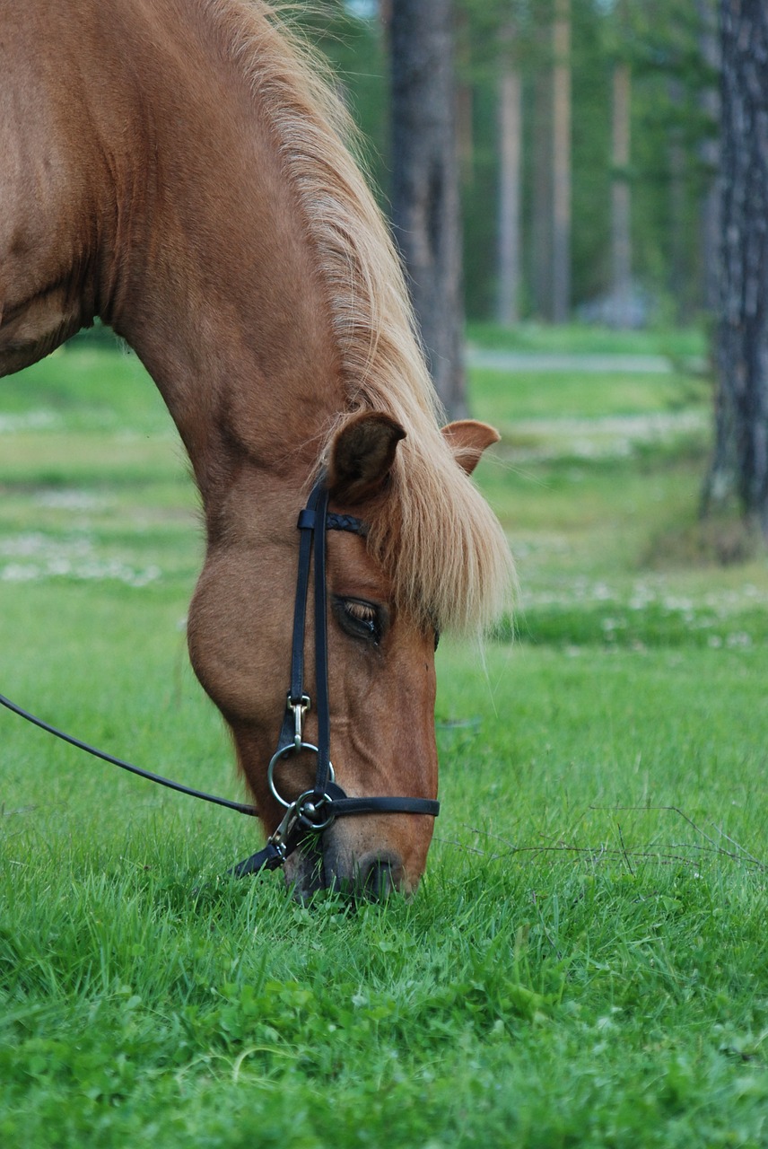 horse beta grass free photo