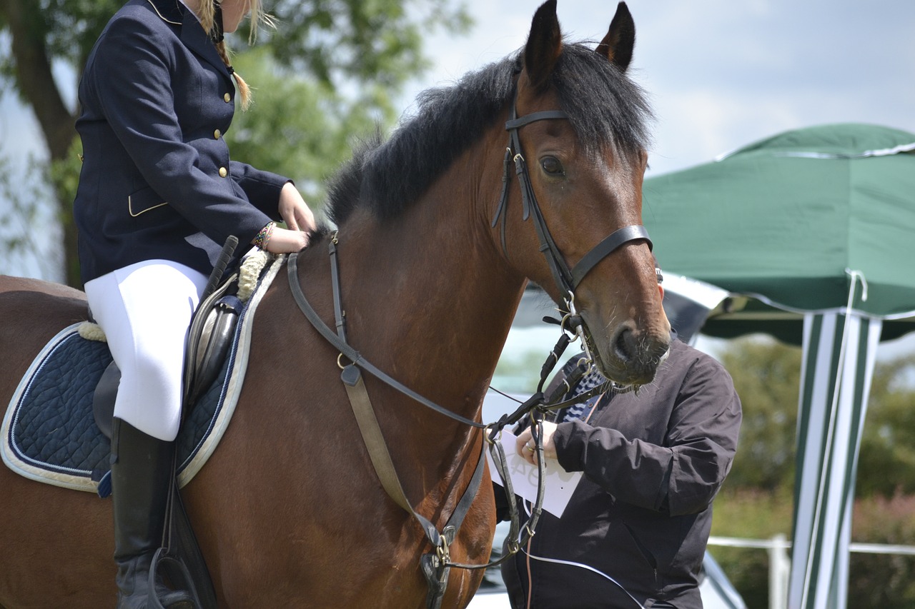 horse rider horse riding free photo