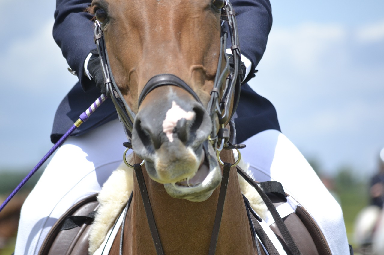 horse jumping equestrian free photo