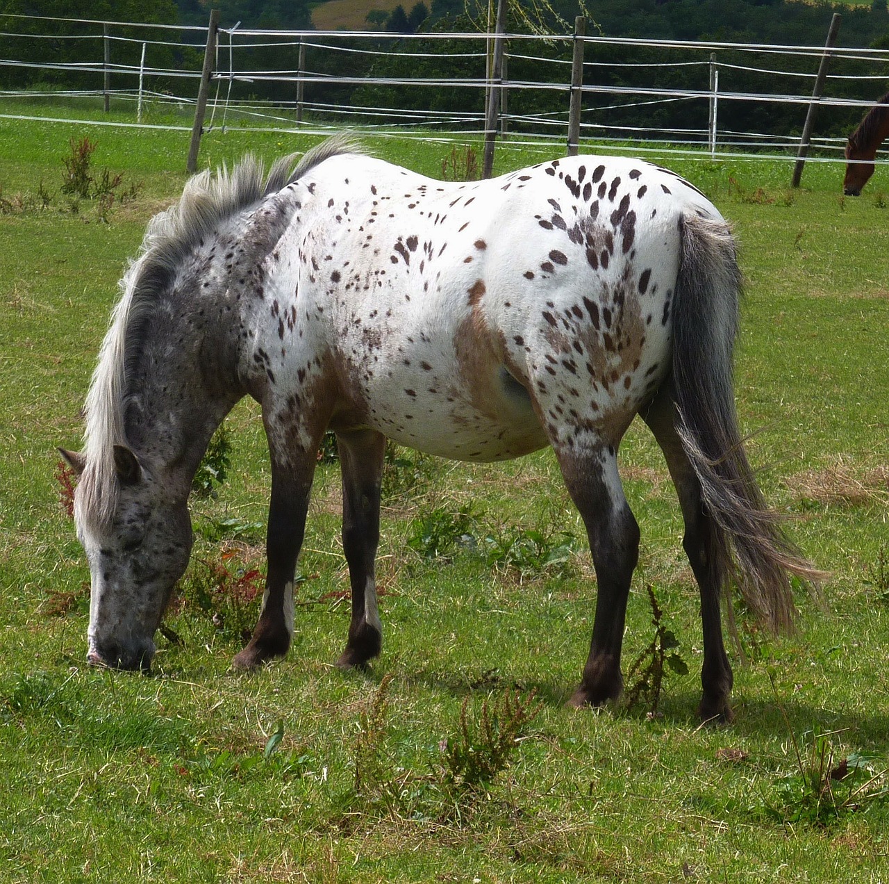 horse equine spotted free photo