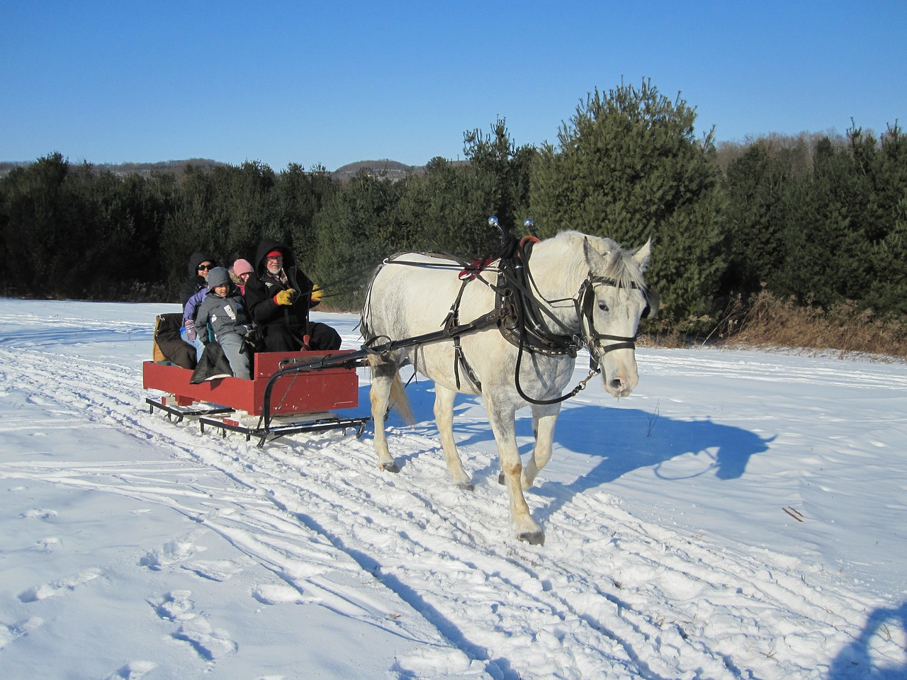 horse sleigh sleigh ride free photo