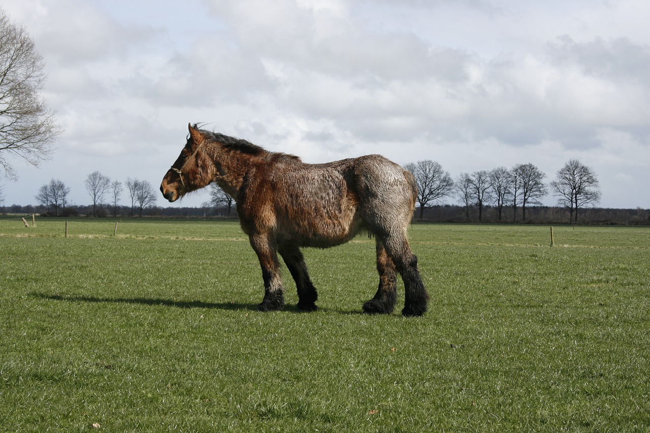 horse draft horse horses free photo