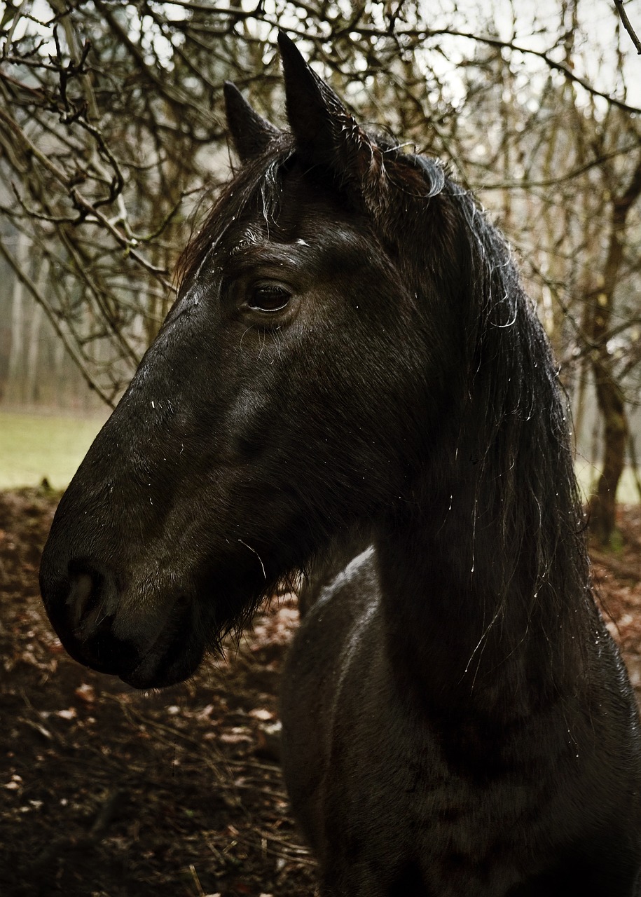horse black animal free photo