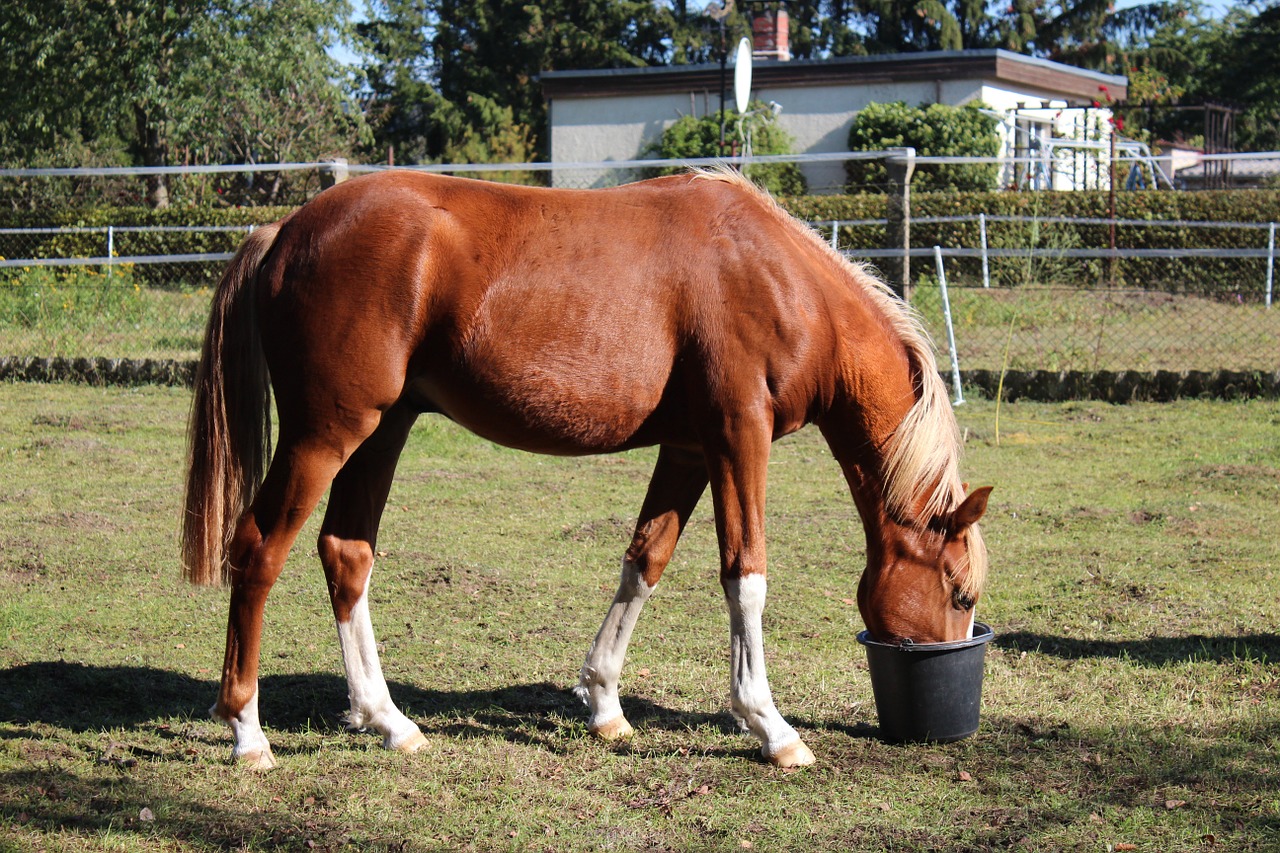 horse german reitponny pony free photo