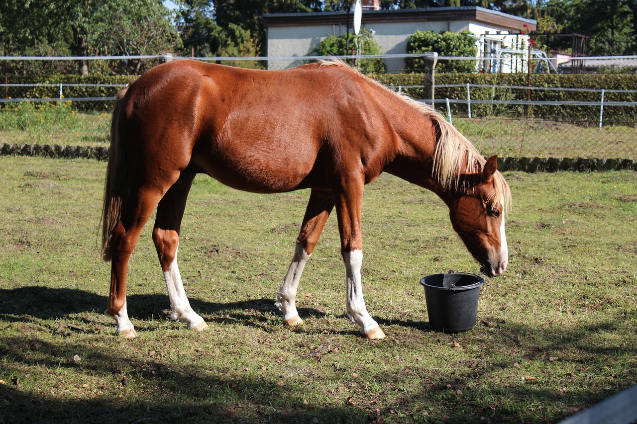 horse german reitponny pony free photo