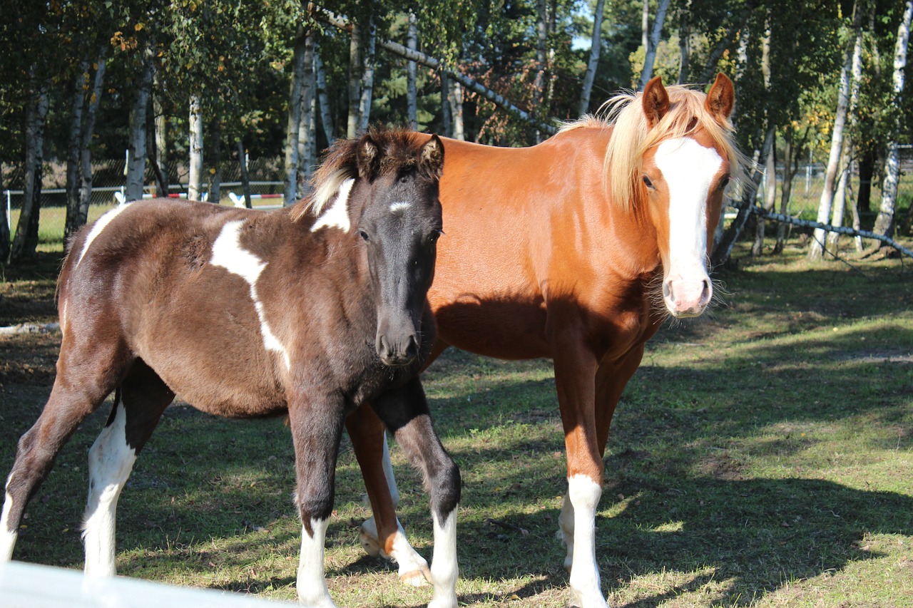 horse german reitponny pony free photo