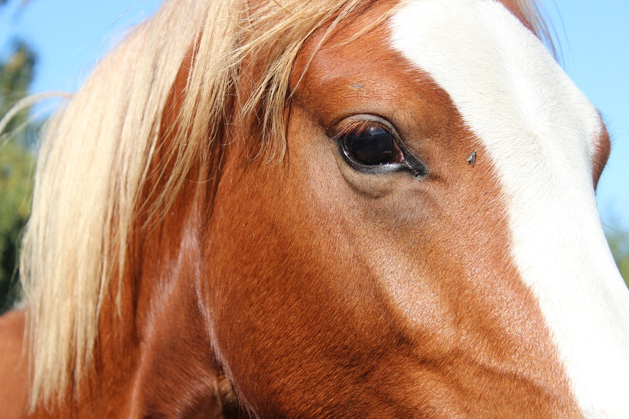 horse german reitponny pony free photo