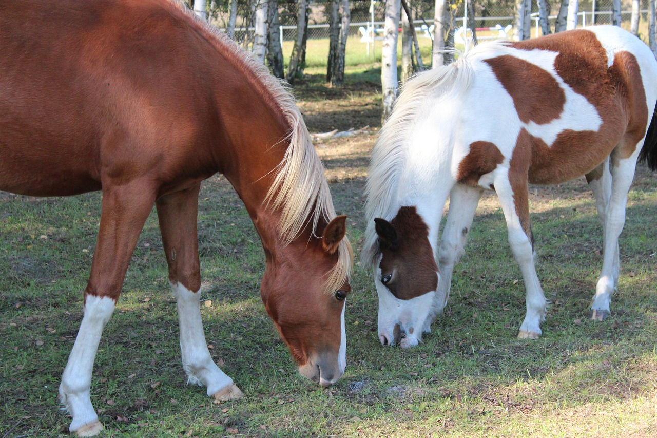 horse german reitponny pony free photo