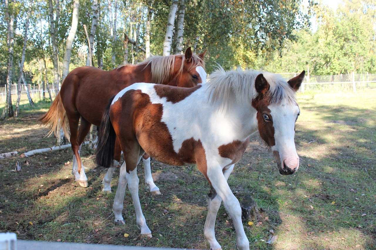 horse german reitponny pony free photo