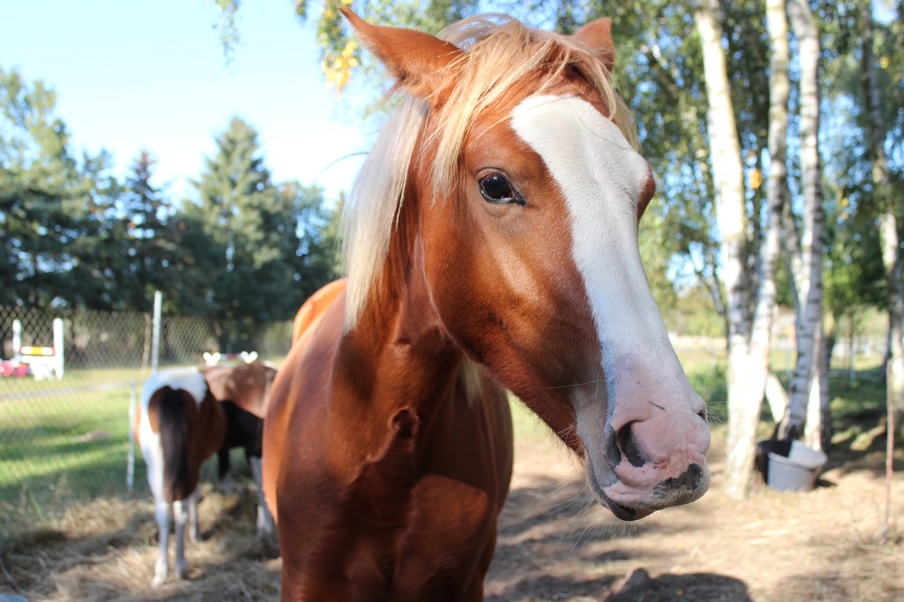 horse german reitponny pony free photo