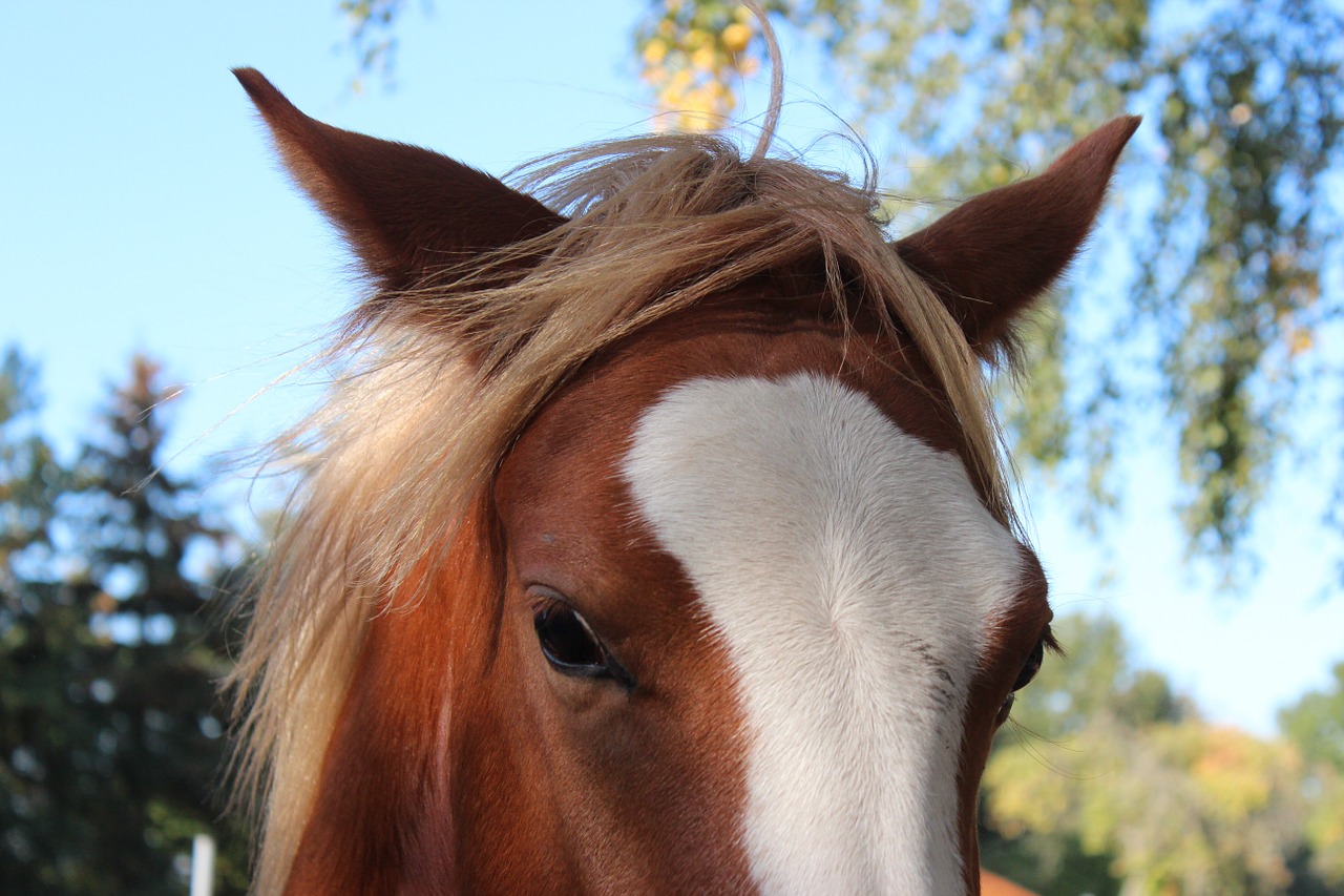 horse german reitponny pony free photo