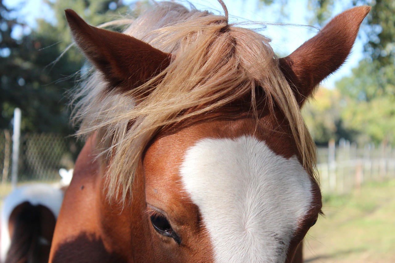 horse german reitponny pony free photo